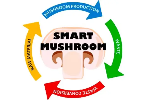 مدیریت قارچی، رویکردی که باید تا جای ممکن از آن پرهیز کرد!
